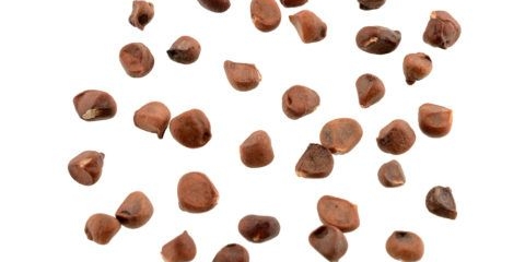 Kako posaditi sjemenke borovnice: kako izgledaju sjemenke, fotografija, video